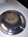 Fomes fasciatus image