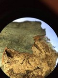 Fomes fasciatus image