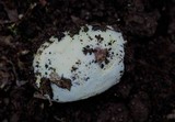 Octaviania tasmanica image