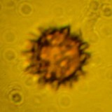 Octaviania tasmanica image
