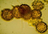 Octaviania tasmanica image
