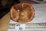 Amanita porphyria image