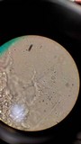 Amanita porphyria image