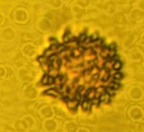 Octaviania tasmanica image