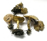 Clitocybe albirhiza image