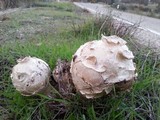 Agaricus texensis image