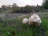 Agaricus texensis image