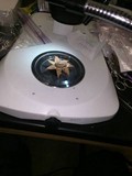 Geastrum triplex image
