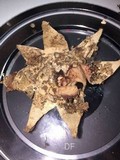 Geastrum triplex image