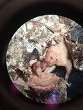 Geastrum triplex image