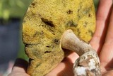 Boletus pallidus image