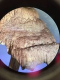 Gymnopus iocephalus image