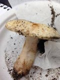 Boletus pallidus image