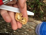 Hypocrea peltata image