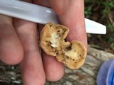 Hypocrea peltata image