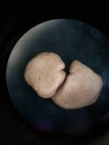 Hypocrea peltata image
