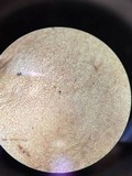 Hypocrea peltata image