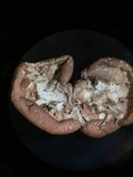 Hypocrea peltata image