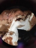 Hypocrea peltata image
