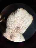 Lentinus tigrinus image