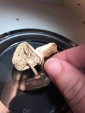 Lentinus tigrinus image