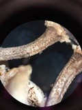 Lentinus tigrinus image