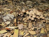 Mycena leptocephala image