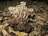 Mycena leptocephala image