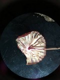 Marasmius fulvoferrugineus image