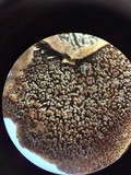 Mycorrhaphium adustum image