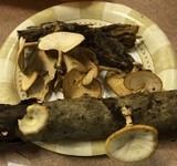 Microporellus obovatus image