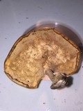 Microporellus obovatus image