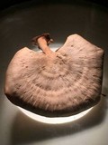 Microporellus obovatus image