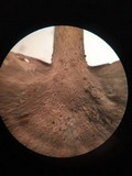 Microporellus obovatus image