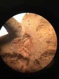 Microporellus obovatus image