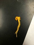 Cantharellus minor image