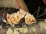 Lentaria pinicola image