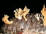 Lentaria pinicola image