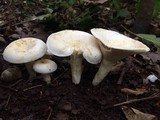 Lactarius piperatus image