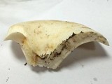 Lactarius piperatus image