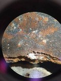 Phellinus gilvus image
