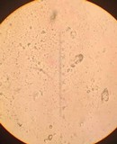 Sarcodontia pachyodon image