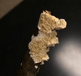 Sarcodontia pachyodon image