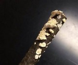 Sarcodontia pachyodon image