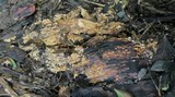 Sphaerobolus stellatus image