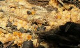 Sphaerobolus stellatus image