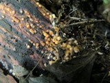 Sphaerobolus stellatus image