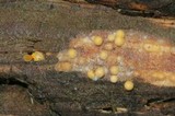 Sphaerobolus stellatus image