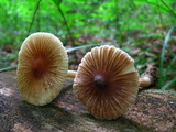Inocybe rimosa image