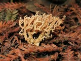 Phaeoclavulina myceliosa image